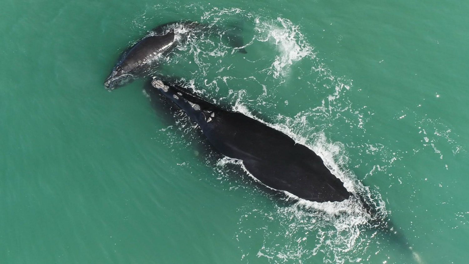 'Last of the Right Whales' screening and discussion Thursday night